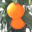 画像5: 【幻の春みかん】カラマンダリン(秀品約3kg) (5)