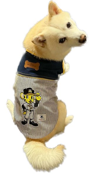 画像1: 阪神タイガース承認ドッグウェア　トラッキーヒッコリーTシャツ (1)
