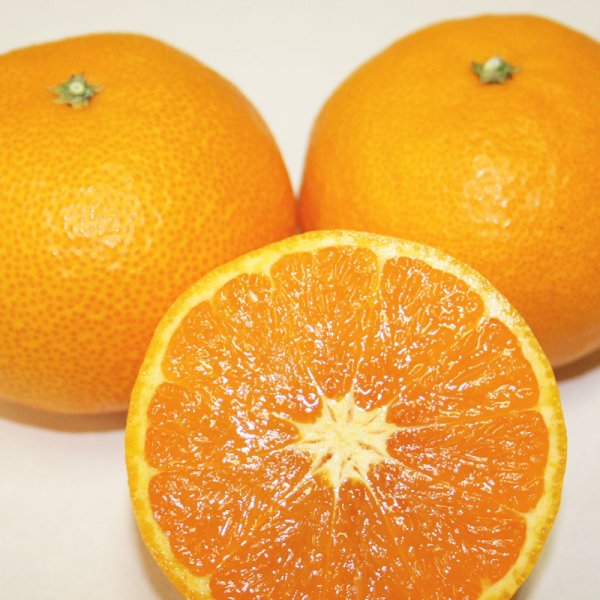 画像2: 【幻の春みかん・カラマンダリン】（2級果・家庭用約5キロ） (2)