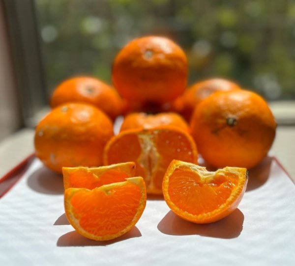 画像3: 【幻の春みかん・カラマンダリン】（2級果・家庭用約5キロ） (3)
