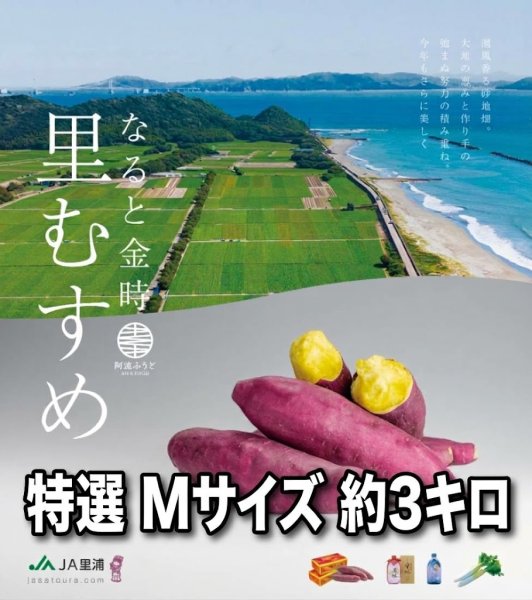 画像1: 【砂地が育てる最高級のなると金時 里むすめ 特選Mサイズ（約3キロ）】 (1)