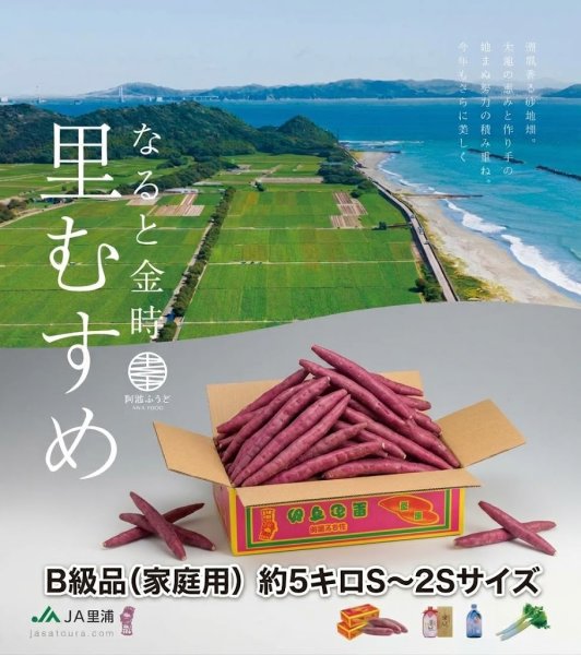 画像1: 【砂地が育てる最高級のなると金時 里むすめ B級品（家庭用）約5キロS〜２Sサイズ（約5キロ）】 (1)